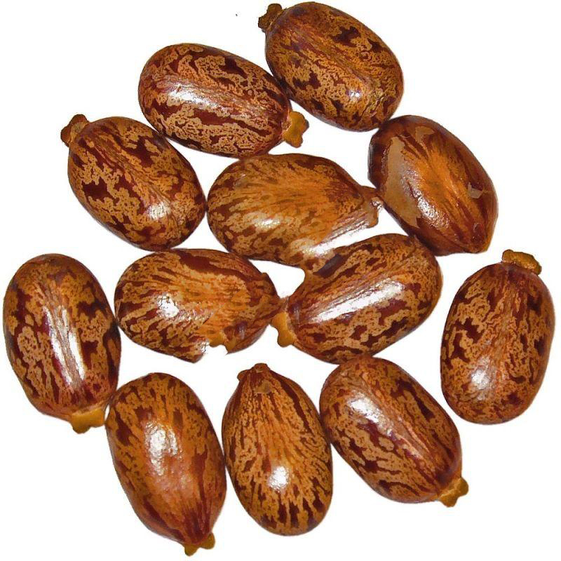Hybrid Castor Seeds